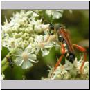 Stenopterus rufus - Spitzdeckenbock 04.jpg